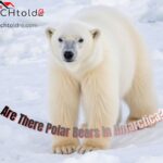 are there polar bears in antarctica
