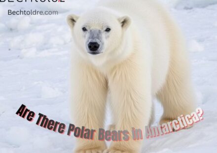 are there polar bears in antarctica
