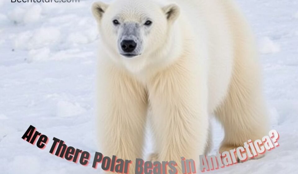are there polar bears in antarctica