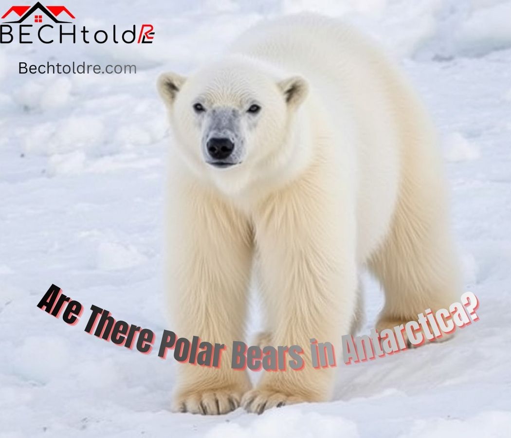 Are There Polar Bears in Antarctica? Here’s Why