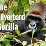 Silverback Gorilla