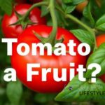 is a tomato a fruit